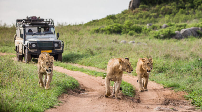 The Big Five Safaris