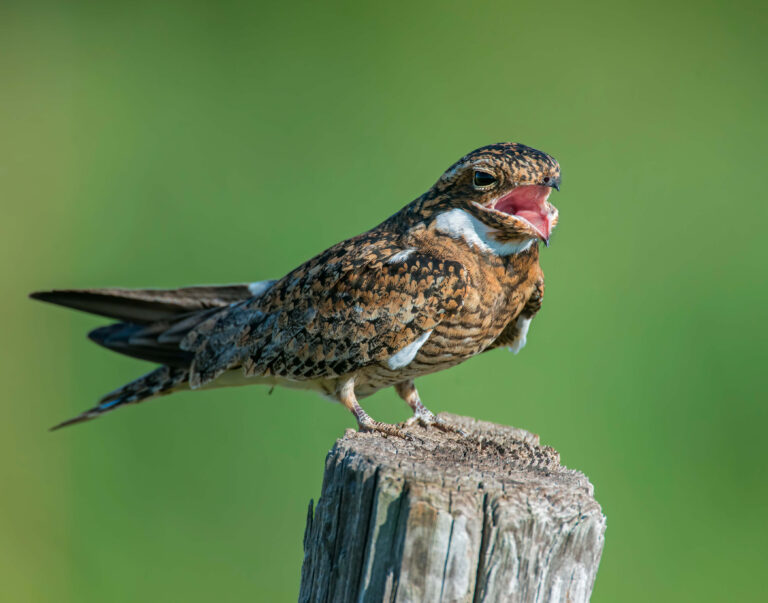 Bird Watching Safaris