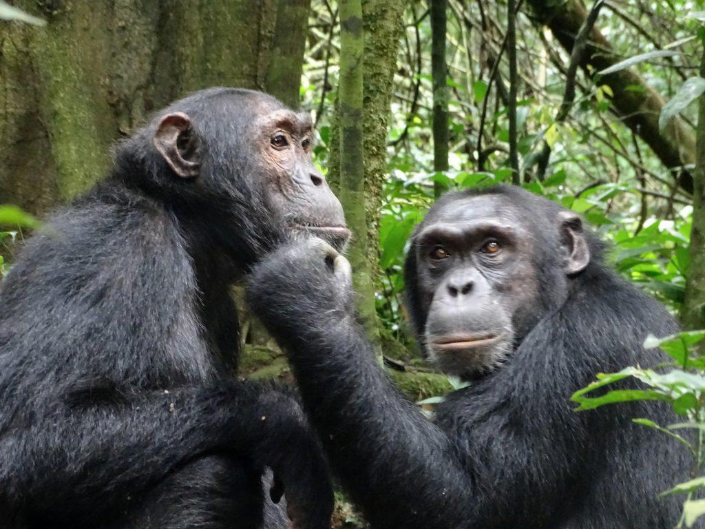 Chimpanzee Tracking