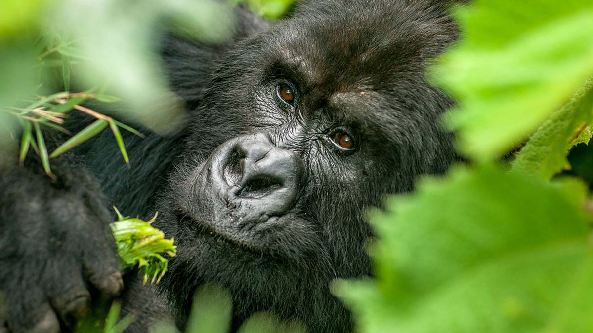 Bwindi Impenetrable Forest