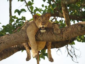 Read more about the article Why Uganda Is Africa’s Best Wildlife and Birding Destination?