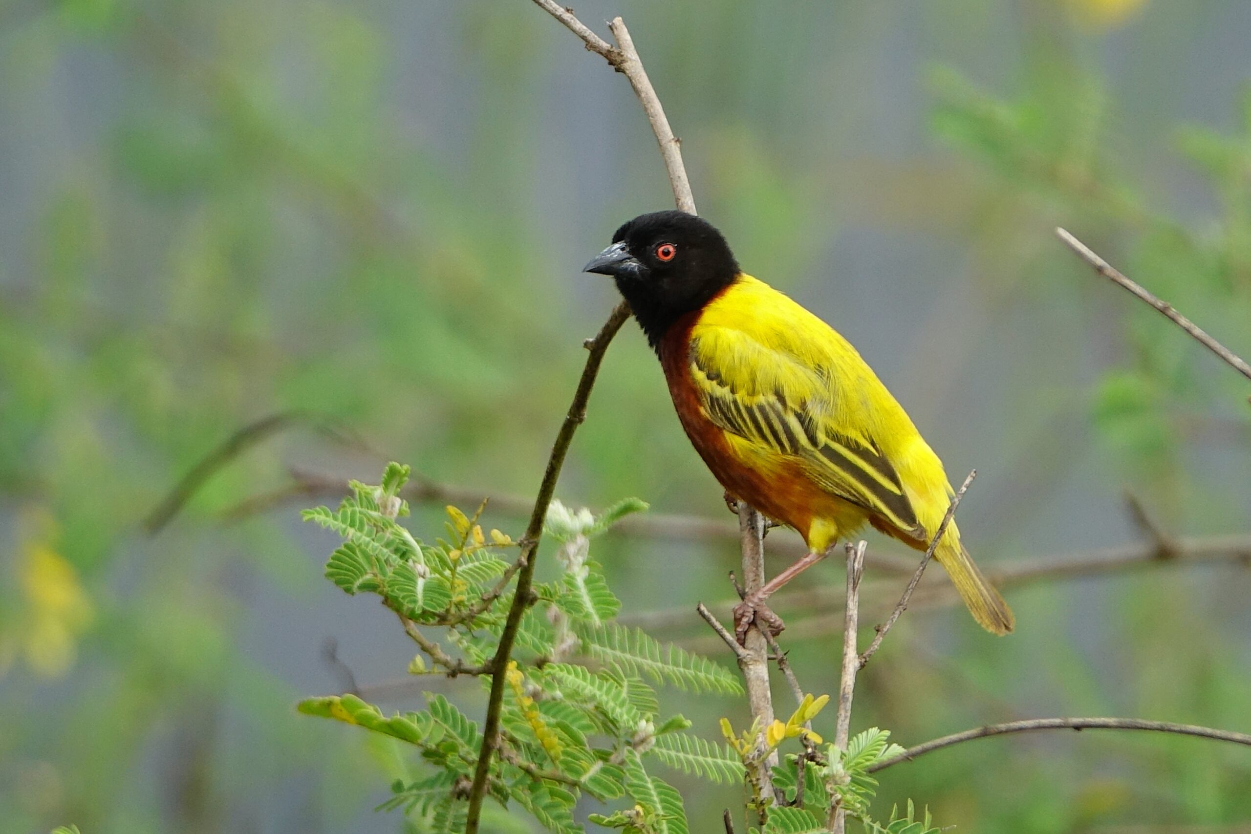 Uganda birding experience